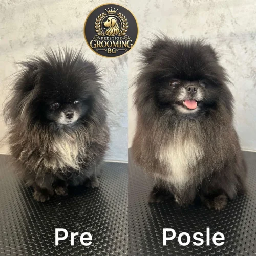 Pas tokom profesionalnog šišanja u salonu