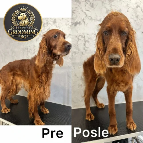 Srednje veliki pas sa svežom frizurom fotografisan odmah posle šišanja.