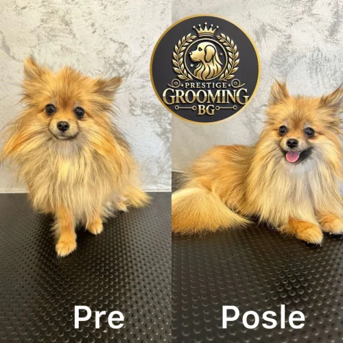 Pomeranac sa pufnastim krznom i živahnim izrazom lica