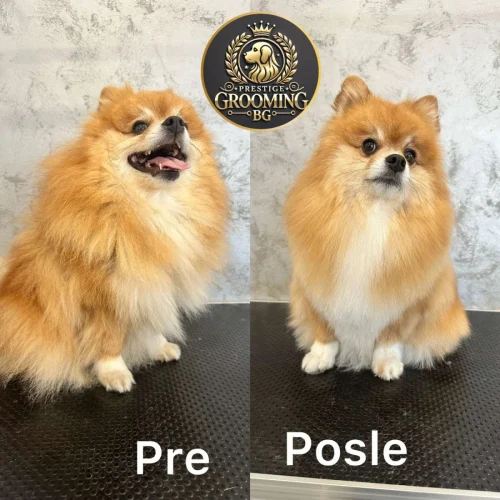 pas pre i posle profesionalne frizure