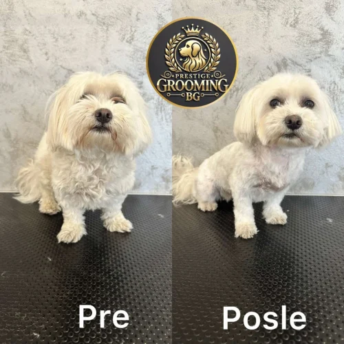 pas sa zapuštenim izgledom pre i posle šišanja