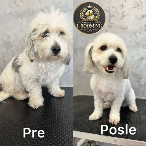 pas sa gustom dlakom pre i posle skraćivanja