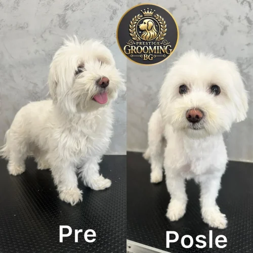 pas pre i posle spa tretmana i šišanja