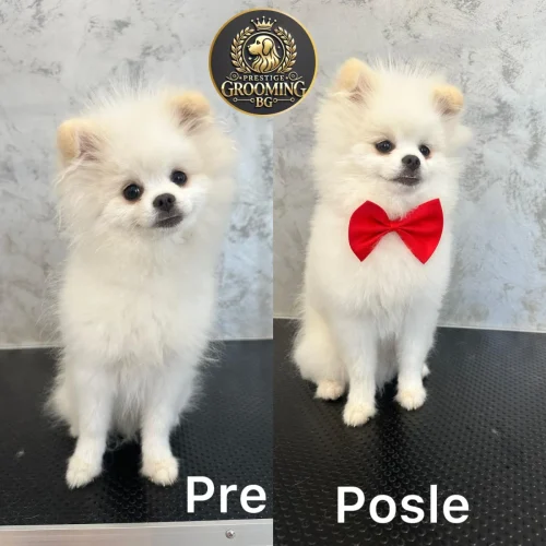 pas sa neurednim krznom pre i posle šišanja