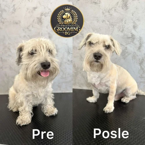 pas pre i posle kompletnog groominga